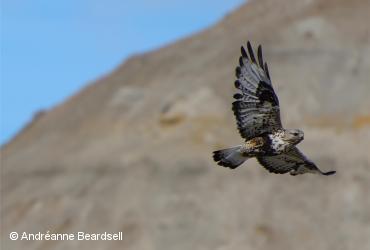 Rapaces / <i>Buteo lagopus</i>