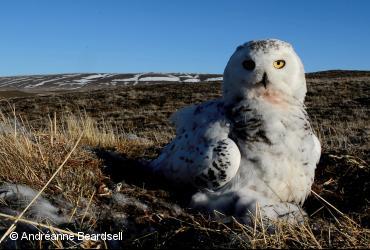 ᓄᓇᒥ ᓂᕿᑐᖅᑏᑦ ᑎᖕᒥᐊᖏᑦ / <i>Bubo scandiacus</i>