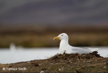 ᑕᕆᐅᑉ ᑎᖕᒥᐊᖏᑦ / <i>Larus hyperboreus</i>