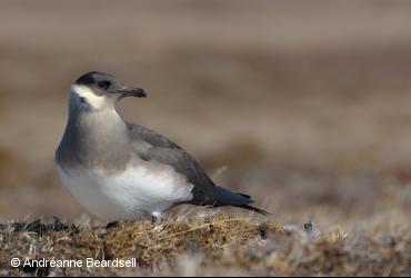 ᑕᕆᐅᑉ ᑎᖕᒥᐊᖏᑦ / <i>Stercorarius parasiticus</i>