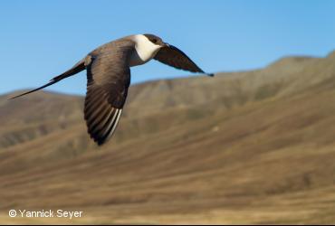 Seabirds / <i>Stercorarius longicaudus</i>