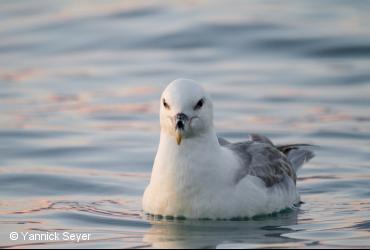 Oiseaux de mer / <i>Fulmarus glacialis</i>