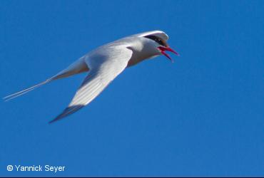 Oiseaux de mer / <i>Sterna paradisaea</i>