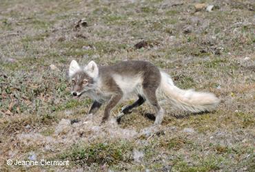 Mammifères terrestres / <i>Alopex lagopus</i>