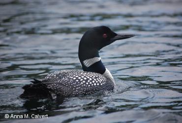 Loons / <i>Gavia immer</i>