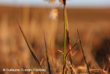 Cyperaceae / <i>Eriophorum angustifolium</i>