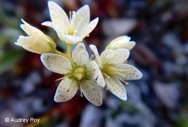 Saxifragaceae / <i>Saxifraga tricuspidata</i>