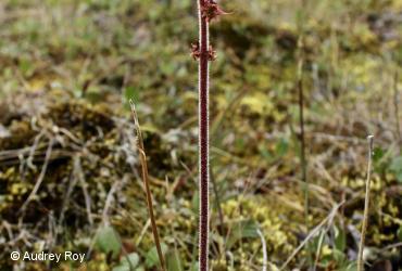 Saxifragaceae / <i>Micranthes hieraciifolia</i>