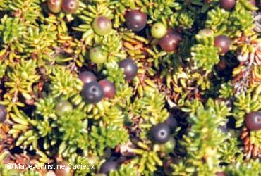 Ericaceae / <i>Empetrum nigrum</i>