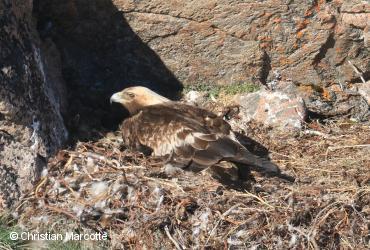 ᓄᓇᒥ ᓂᕿᑐᖅᑏᑦ ᑎᖕᒥᐊᖏᑦ / <i>Aquila chrysaetos</i>