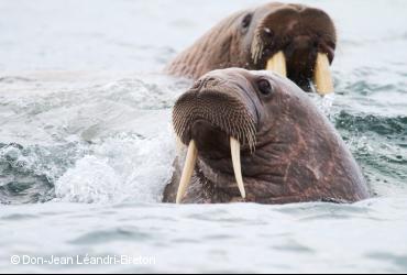 Mammifères marins / <i>Odobenus rosmarus</i>