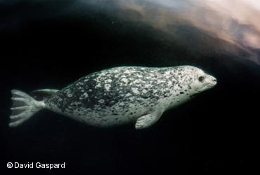 Marine mammals / <i>Phoca vitulina</i>