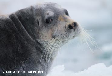 Marine mammals / <i>Erignathus barbatus</i>