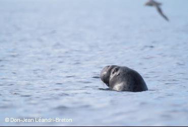 Marine mammals / <i>Cystophora cristata</i>