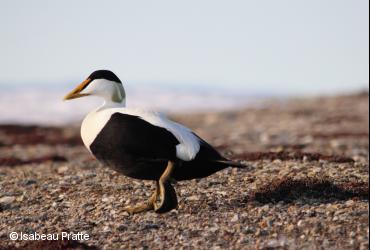 Ducks / <i>Somateria mollissima</i>