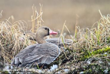 Geese / <i>Anser albifrons</i>