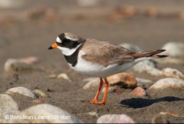 Oiseaux de rivage / <i>Charadrius hiaticula</i>