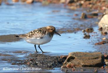 ᓯᒡᔭᕆᐊᕋᔭᑦ / <i>Calidris alba</i>