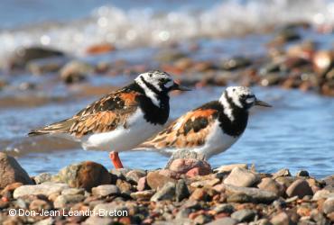 Oiseaux de rivage / <i>Arenaria interpres</i>