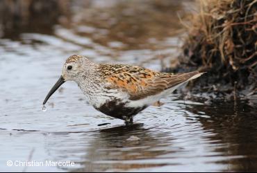 Oiseaux de rivage / <i>Calidris alpine</i>