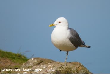 Seabirds / <i>Larus canus</i>