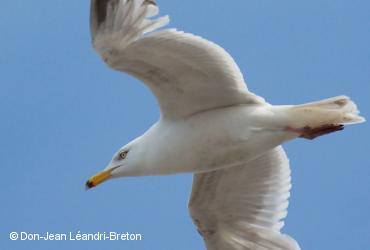 Oiseaux de mer / <i>Larus argentatus</i>