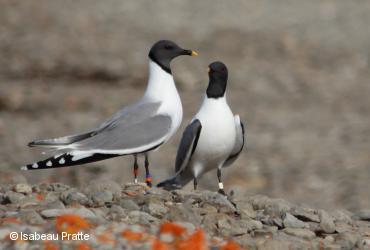 Seabirds / <i>Xema sabini</i>