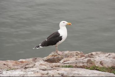 Seabirds / <i>Larus marinus</i>