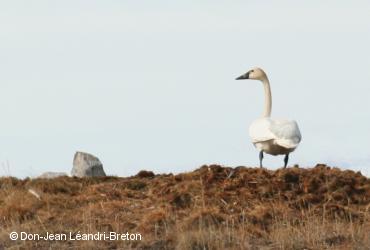 ᐊᓯᖏᑦ ᑎᖕᒥᐊᑦ / <i>Cygnus columbianus</i>