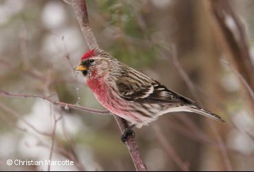 Passerine birds / <i>Cardualis flammea</i>