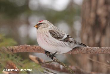 Passerine birds / <i>Cardualis hornemanni</i>