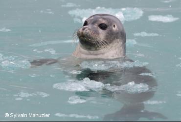 Mammifères marins / <i>Phoca hispida</i>