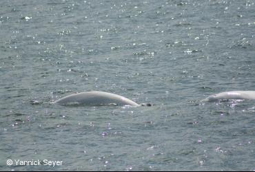 Marine mammals / <i>Delphinapterus leucas</i>