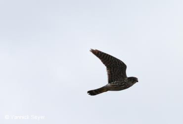 Raptors / <i>Falco columbarius</i>