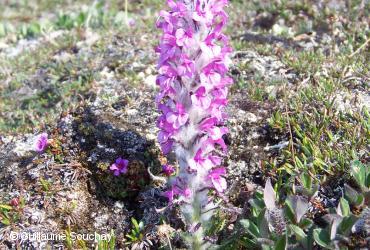 Orobanchaceae (Scrophulariaceae) / <i>Pedicularis lanata subsp. lanata</i>