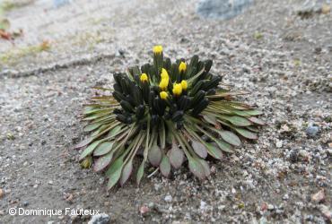 Asteraceae (Compositae) / <i>Askellia pygmaea</i>