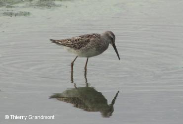 Oiseaux de rivage / <i>Calidris himantopus</i>