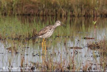 Oiseaux de rivage / <i>Tringa melanoleuca</i>