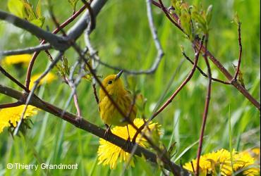 Passerine birds / <i>Dendroica petechia</i>