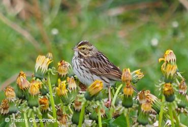 Passerine birds / <i>Passerculuc sandwichensis</i>