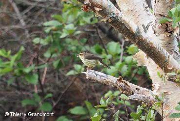 ᐃᓯᒐᔮᒥᓄᑦ ᑎᒍᐊᓪᓚᓲᑦ ᑎᖕᒥᐊᑦ / <i>Parkesia noveboracensis</i>