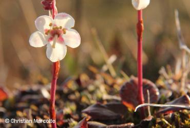 Ericaceae / <i>Pyrola grandiflora</i>