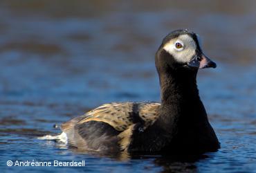 Ducks / <i>Clangula hyemalis</i>