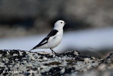 Passerine birds / <i>Plectrophenax nivalis</i>