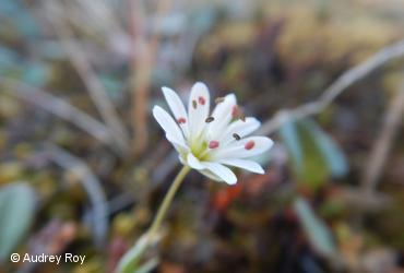 Caryophyllaceae / <i>Stellaria longipes subsp. longispes</i>