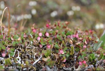 Ericaceae / <i>Vaccinium uliginosum</i>