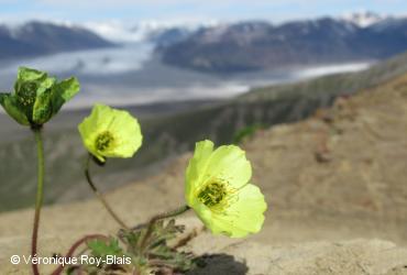 Papaveraceae / <i>Papaver lapponicum subsp. occidentale</i>