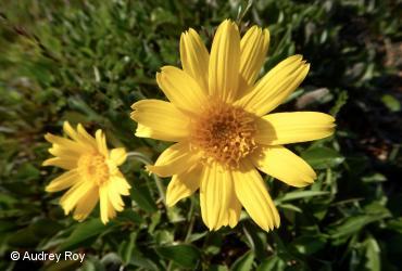 Asteraceae (Compositae) / <i>Arnica angustifolia subsp. angustifolia</i>