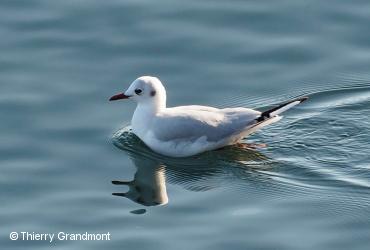 Oiseaux de mer / <i>Larus ridibundus</i>