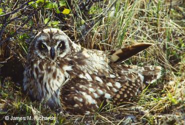 ᓄᓇᒥ ᓂᕿᑐᖅᑏᑦ ᑎᖕᒥᐊᖏᑦ / <i>Asio flammeus</i>